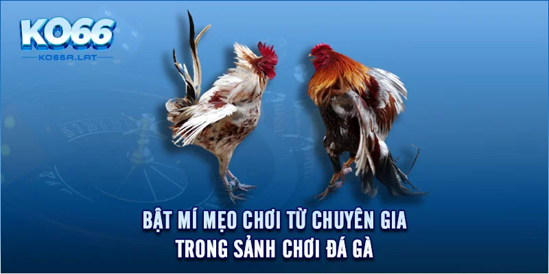 Bật mí mẹo chơi từ chuyên gia trong sảnh chơi đá gà 