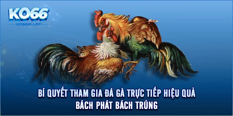 Bí quyết tham gia đá gà trực tiếp hiệu quả, bách phát bách trúng