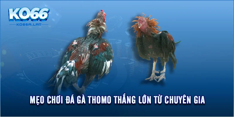 Mẹo chơi đá gà thomo thắng lớn từ chuyên gia