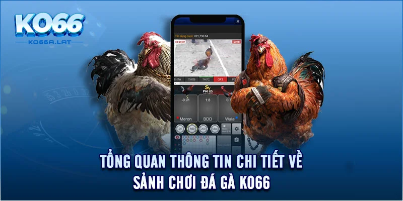 Tổng quan thông tin chi tiết về sảnh chơi đá gà KO66